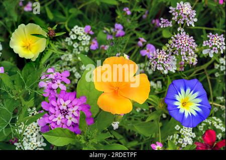 Prairie d'été avec pavot californica (Eschscholzia californica), corydalis (Iberis umbellata) et lièvre tricolore (Convolvulus tricolor), Allgaeu Banque D'Images