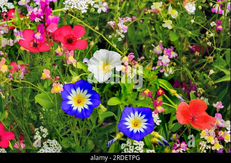 Prairie d'été avec pavot californica (Eschscholzia californica), corydalis (Iberis umbellata) et lièvre tricolore (Convolvulus tricolor), Allgäu, Ba Banque D'Images