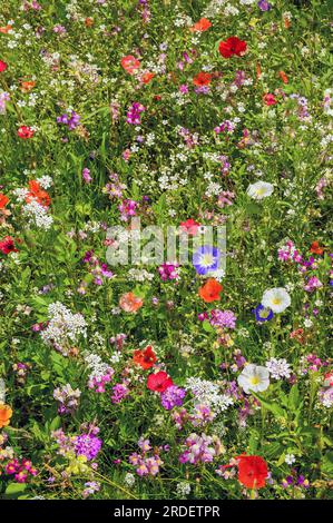 Prairie d'été avec pavot californica (Eschscholzia californica), corydalis (Iberis umbellata) et lièvre tricolore (Convolvulus tricolor), Allgaeu Banque D'Images