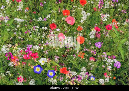 Prairie d'été avec pavot californica (Eschscholzia californica), corydalis (Iberis umbellata) et lièvre tricolore (Convolvulus tricolor), Allgaeu Banque D'Images