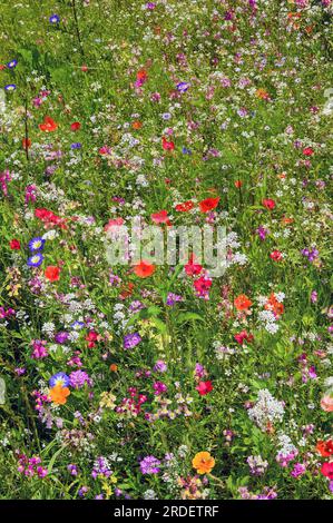 Prairie d'été avec pavot californica (Eschscholzia californica), corydalis (Iberis umbellata) et lièvre tricolore (Convolvulus tricolor), Allgaeu Banque D'Images