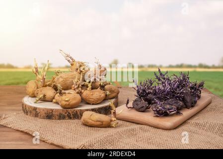 Ensemble de pommes de terre jaunes et violettes avec des germes sur une table en bois avec une plantation de pommes de terre en arrière-plan. Pommes de terre germées Banque D'Images