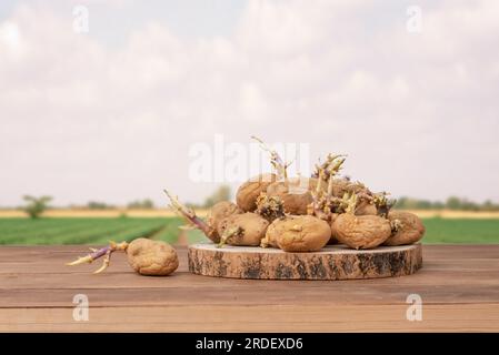 Ensemble de pommes de terre jaunes avec des germes sur une table en bois avec une plantation de pommes de terre en arrière-plan. Pommes de terre germées. Ne convient pas à la consommation Banque D'Images