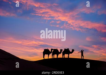 Silhouette de trois chameaux et de leur maître face au soleil levant dans le désert saharien au Maroc Banque D'Images