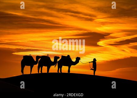 Silhouette de trois chameaux et de leur maître face au soleil levant dans le désert saharien au Maroc Banque D'Images