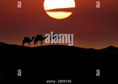 Silhouette de trois chameaux et de leur maître face au soleil levant dans le désert saharien au Maroc Banque D'Images