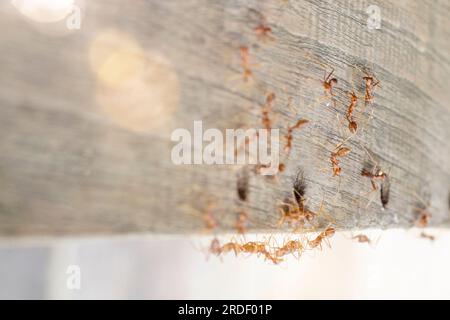 Les fourmis de feu cherchent de la nourriture. Groupe d'action de fourmis de feu sur fond flou Banque D'Images