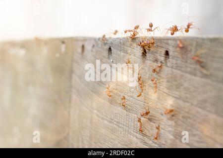 Les fourmis de feu cherchent de la nourriture. Groupe d'action de fourmis de feu sur fond flou Banque D'Images