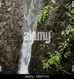 Au nord de Gran Canaria, l'eau douce coule dans le ravin Barranco de Azuaje, l'une des deux seules sources d'eau douce restantes sur l'île Banque D'Images