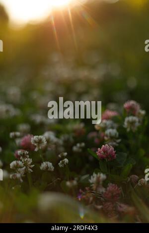 Fleur de trèfle rose et blanc au soleil Banque D'Images