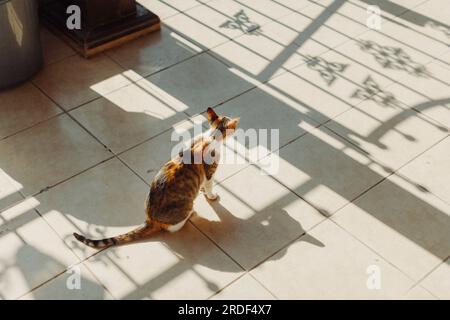 Un chat errant est assis au soleil et regarde attentivement. Banque D'Images