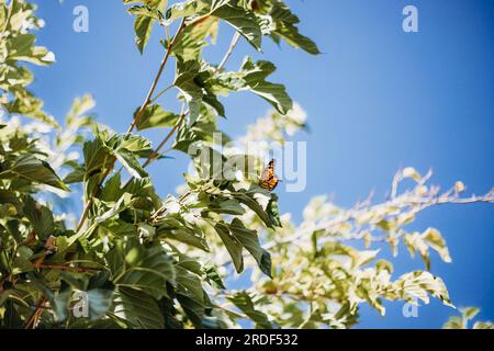 Papillon monarque reposant sur l'arbre avec un ciel bleu profond derrière Banque D'Images