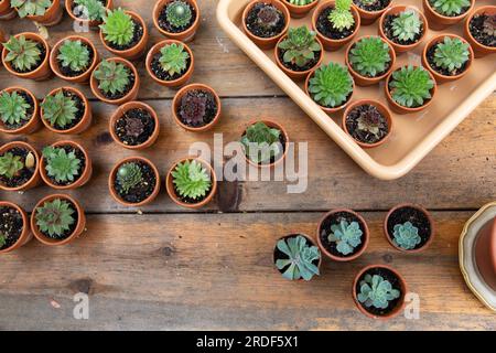 Succulentes dans de minuscules pots sur une table de pique-nique Banque D'Images