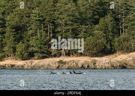 Vue large d'une famille de baleines tueuses Bigg dans la mer des Salish Banque D'Images