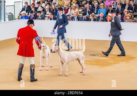 The Showground, Peterborough, Royaume-Uni – en plus de Fox Hounds, le Festival of Hunting célèbre Beagles, Harriers et Basset Hounds, ce qui en fait l'un des plus grands spectacles de chiens parfumés au monde Banque D'Images