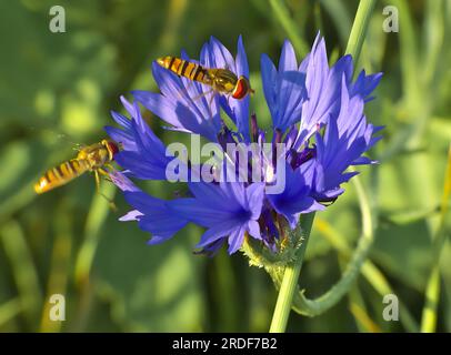 Deux aéroglisseurs sur une fleur bleu marine, fond vert flou. Banque D'Images