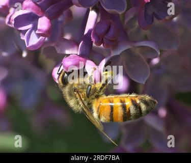 Une abeille sur une fleur violette, photo en gros plan. Banque D'Images