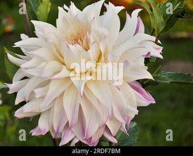 Dahlia blanc fleur en jardin Banque D'Images