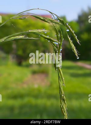 Rosée sur l'herbe, fond vert taché. Banque D'Images