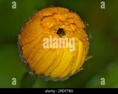 Fleur jaune avec gouttes de rosée Banque D'Images