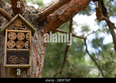 Mangeoire en bois avec des cônes sur un tronc de pin Banque D'Images