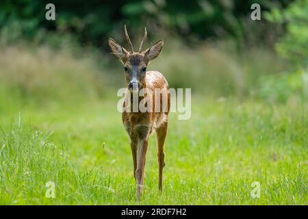 Cerf Roe dans une clairière herbeuse, arrière-plan flou. Banque D'Images