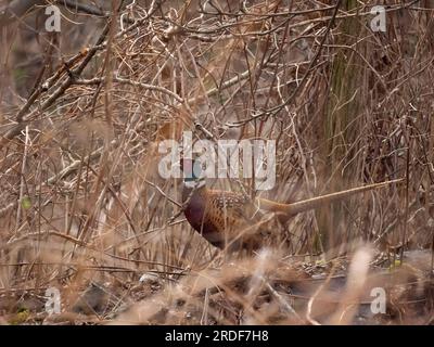 Faisan commun caché dans l'herbe. Banque D'Images