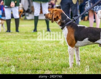 The Showground, Peterborough, Royaume-Uni – en plus de Fox Hounds, le Festival of Hunting célèbre Beagles, Harriers et Basset Hounds, ce qui en fait l'un des plus grands spectacles de chiens parfumés au monde Banque D'Images