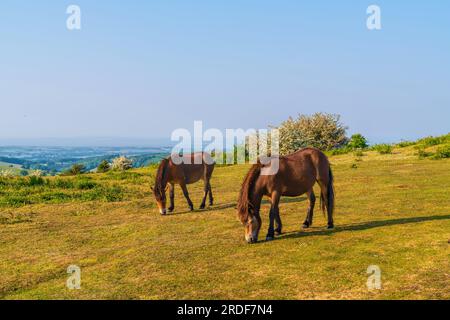 Les Quantocks Somerset sauvages Exmoor Ponies paissent sur la colline verte de Cothelstone Hill UK Banque D'Images