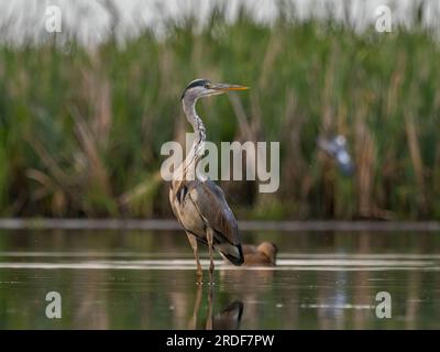 Héron gris debout dans l'eau sur un fond de plantes vertes. Banque D'Images