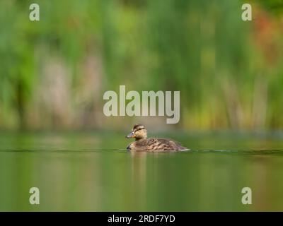 Le canard sauvage flotte sur l'eau. Banque D'Images