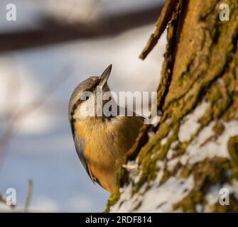 Nuthatch sur un tronc d'arbre, ciel en arrière-plan. Banque D'Images