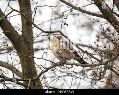 Fieldfare sur une branche, arrière-plan flou. Banque D'Images