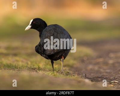 Eurasian Coot sur l'herbe, photo en gros plan sur fond flou. Banque D'Images
