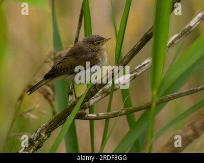 Un petit oiseau assis sur une branche. Paille de soie commune Banque D'Images