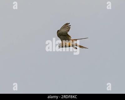 Kestrel commun en vol isolé contre le ciel. Banque D'Images