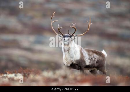 Rennes sauvages de montagne (Rangifer tarandus tarandus), taureau dans la toundra d'automne, Parc national de Forollhogna, Norvège Banque D'Images