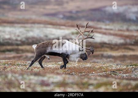 Rennes sauvages de montagne (Rangifer tarandus tarandus), taureau dans la toundra d'automne, Parc national de Forollhogna, Norvège Banque D'Images