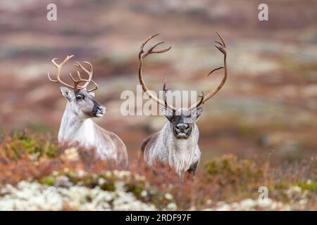 Rennes sauvages de montagne (Rangifer tarandus tarandus), rennes, dans la toundra d'automne, Parc national de Forollhogna, Norvège Banque D'Images