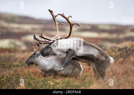 Rennes sauvages de montagne (Rangifer tarandus tarandus), rennes, accouplements, ornières, dans la toundra d’automne, Parc national de Forollhogna, Norvège Banque D'Images
