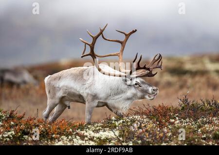 Rennes sauvages de montagne (Rangifer tarandus tarandus), taureau dans la toundra d'automne, Parc national de Forollhogna, Norvège Banque D'Images