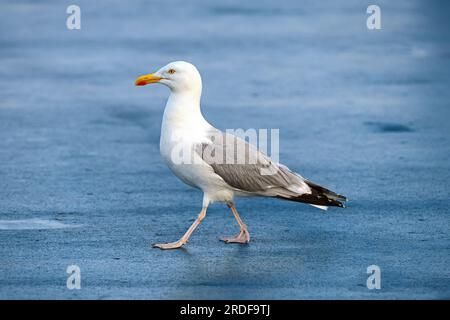 Mouette argentée européenne (Larus argentatus) sur le pont d'un navire. Banque D'Images