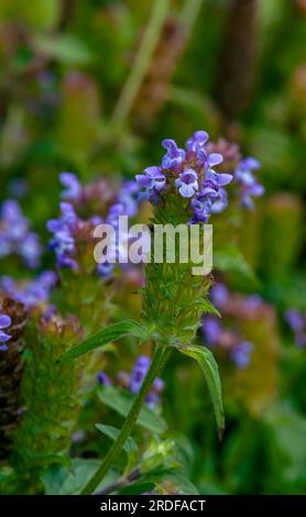 Sydney Australie, gros plan de prunella vulgaris ou tige de fleur de phoque commune dans le jardin Banque D'Images