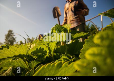 Le fermier se tient avec une pelle dans le jardin de la ferme. Concept de jardinage. Travaux agricoles sur la plantation Banque D'Images