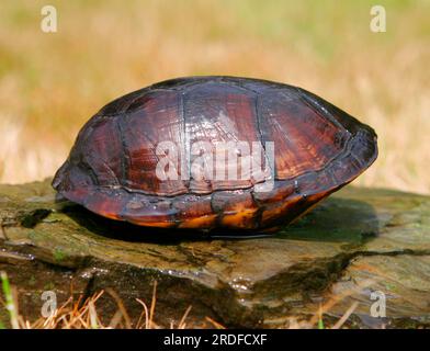 Tortue à boue rayée, rétractée (Kinosternon baurii) Banque D'Images