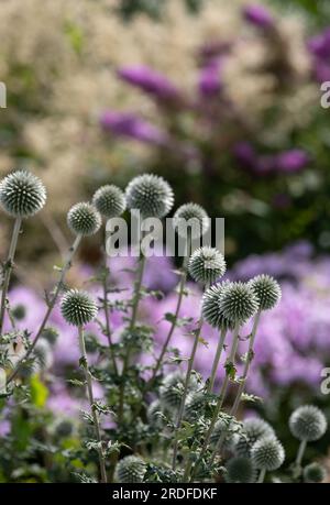 Au premier plan, le chardon du globe ruthène, Echinops bannaticus Star Frost, photographié à Wisley, Surrey UK. Banque D'Images