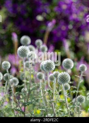 Au premier plan, le chardon du globe ruthène, Echinops bannaticus Star Frost, photographié à Wisley, Surrey UK. Banque D'Images