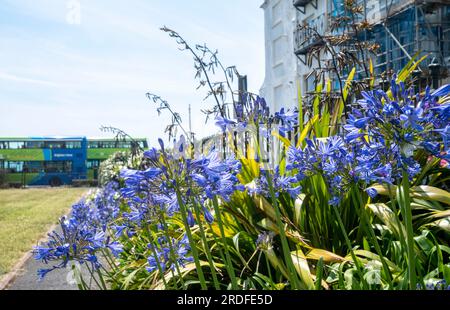 Bleu et blanc Agapanthus fleurs en fleurs à New Steine Square Kemptown Brighton , Sussex , Angleterre Royaume-Uni Banque D'Images