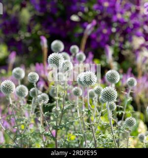 Au premier plan, le chardon du globe ruthène, Echinops bannaticus Star Frost, photographié à Wisley, Surrey UK. Banque D'Images