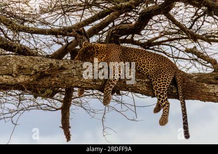 PHOTOGRAPHIE D'UN LÉOPARD MÂLE COUCHÉ SUR UN ARBRE D'ACACIA LORS D'UN COUCHER DE SOLEIL DANS LE SERENGETI, TANZANIE, PRISE EN AOÛT 2023 Banque D'Images